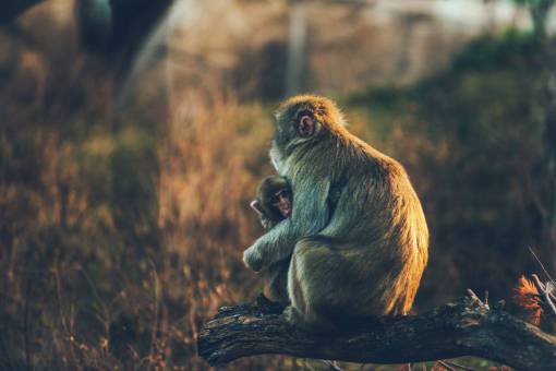 monk monkey  animal  wildlife  forest  wood  tree  branch