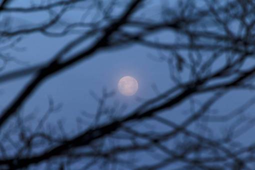 luna ramas de árboles resplandor cielo naturaleza al aire libre
