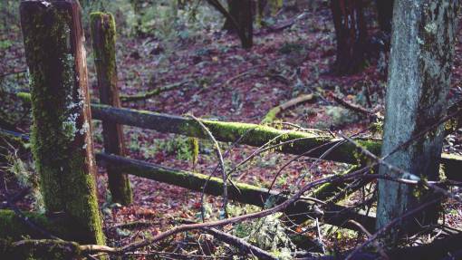 moss moss  forest  woods  trees  leaves  nature  sticks
