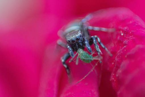 bug nature  animals  insects  bug  closeup  macro  pink

