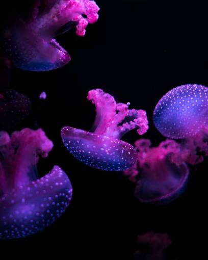 bajo naturaleza oscuro submarino púrpura violeta animales medusa