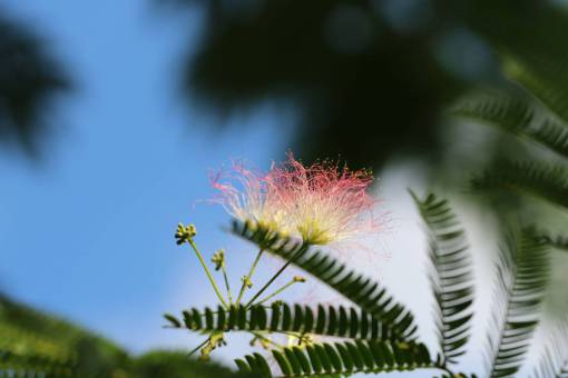 mimoso naturaleza flores árboles mimosa mimosa árbol al aire libre macro