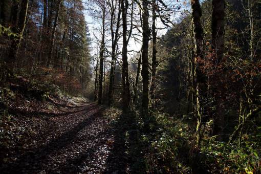 naturaleza bosques árboles ramas ramitas camino camino