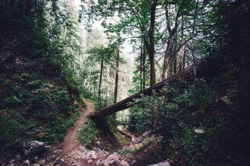 nature  forests  trees  trunks  barks  wood  grass
