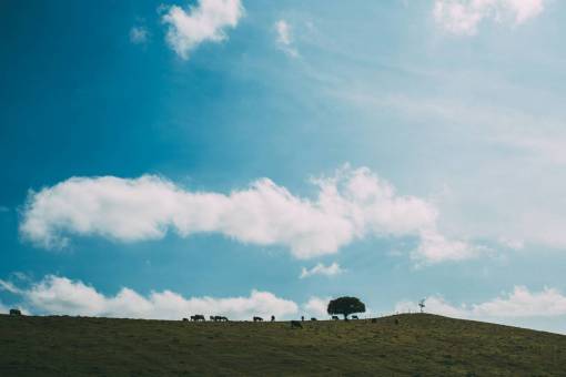 nature  landscape  plains  grass  trees  sky  clouds