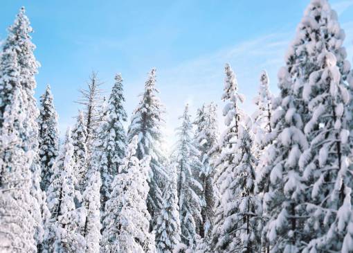 nature  landscape  woods  forest  snow  winter  cold