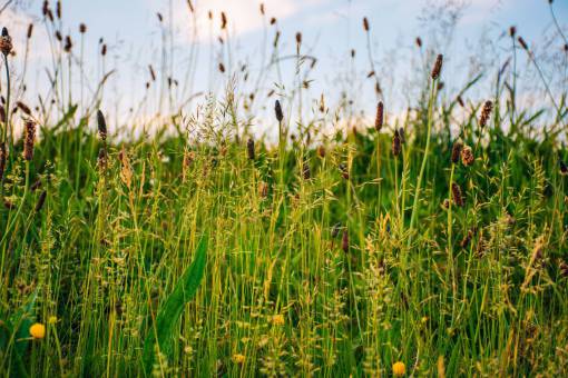 nature  plains  grass  wild  flowers  field  sky