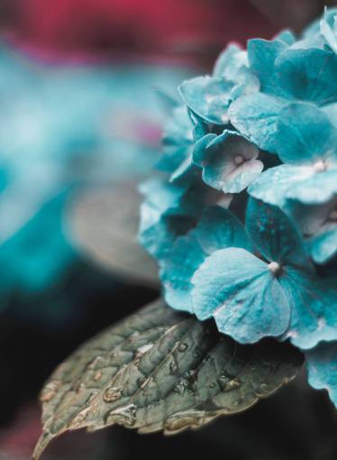 azuladas naturaleza plantas hojas flores verde azulado pétalos