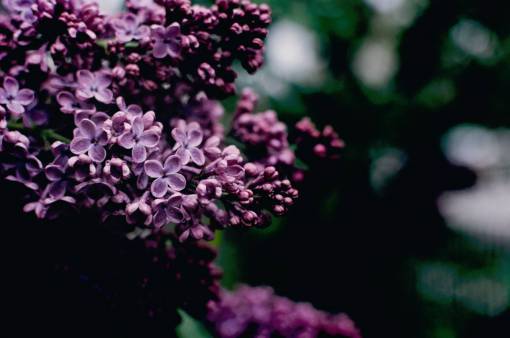 flor purpura naturaleza plantas flores púrpuras verde floración