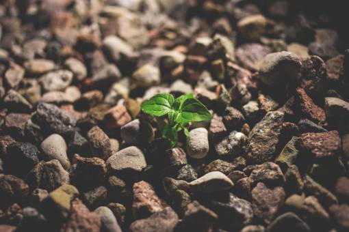 sapling nature  sapling  leaves  rocks  stones  still  bokeh