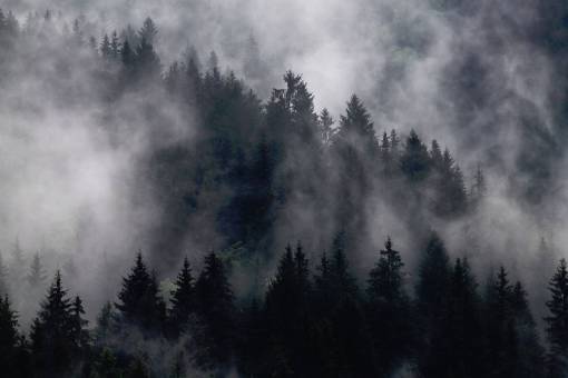 haze nature  trees  forest  woods  smoke  fog  haze
