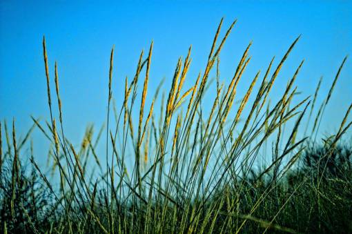 daylight no person  grass  outdoors  nature  field  flora  sky
