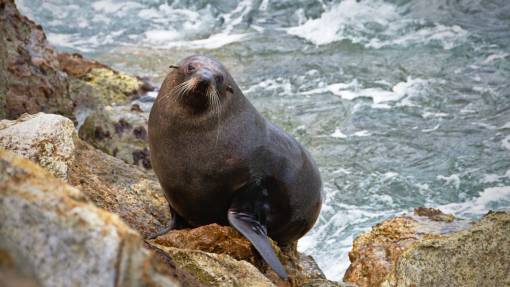 lion-head ocean  water  nature  rocks  sea  lion  animal
