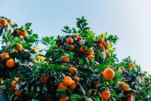 nourishing orange  fruit  nourish  juicy  food  plant  vitamin