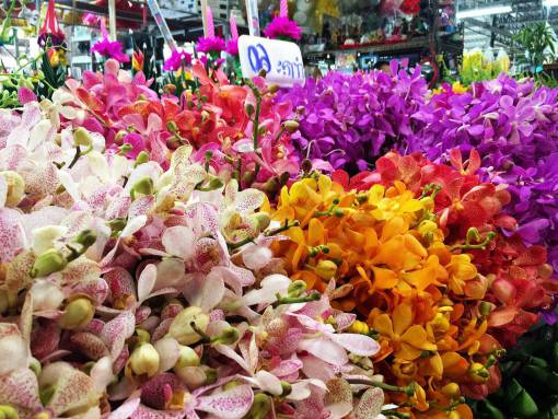 orchid Orchid  market  flowers  colourful  colorful  flower market
