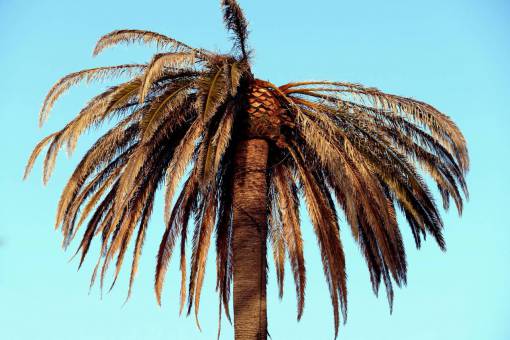 palmera palmera cielo azul tropical vacaciones viajes naturaleza