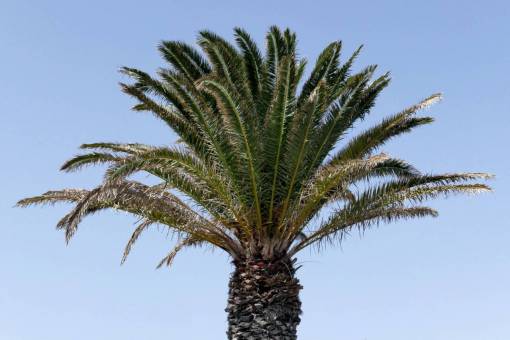 palm trees  blue  sky  nature  outdoors  trees  vacation