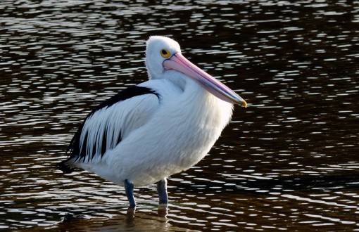 aves pelícano agua naturaleza pájaro animal pico plumas