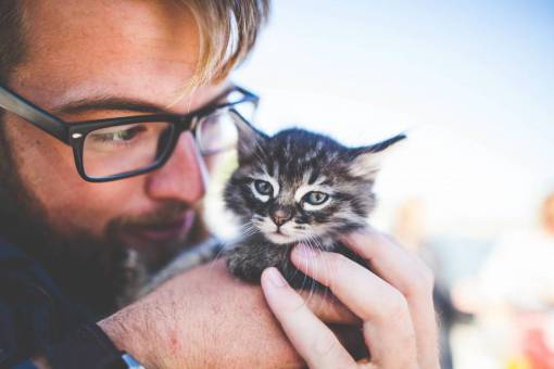 gatito gente hombre lentes gatito gato mascota animal