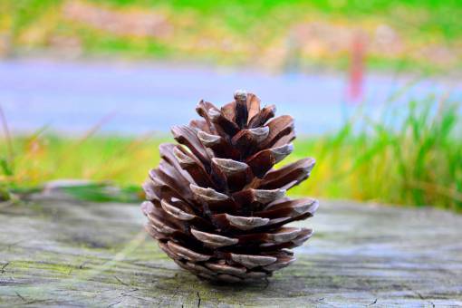 cone-shaped pine  cone  green  grass  plant  blur
