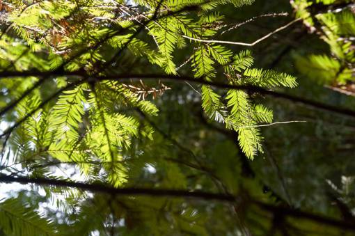 excursionista pino, bosque, luz del sol, naturaleza, aire libre, excursionismo