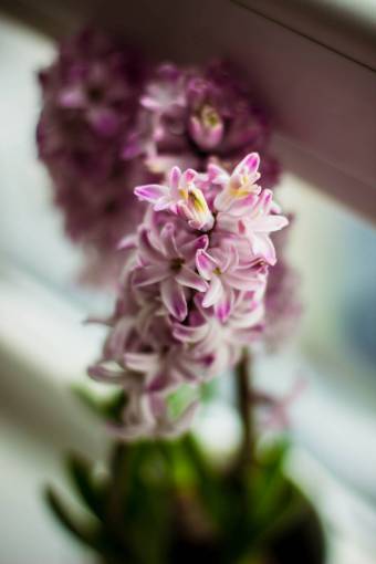 pink  flower  bloom  petal  leaf  plant  nature