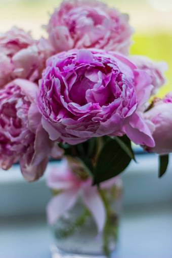 pink  flower  bloom  petal  leaf plant  nature  green
