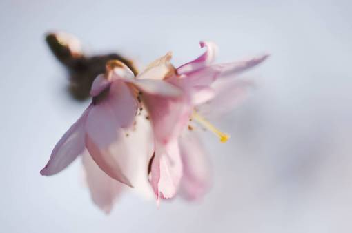 pink  flower  bloom  petal  plant  nature  blur
