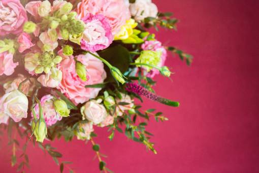 pink  flowers  petal  bloom  blossom  garden  plant