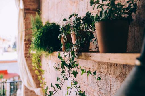 shelf potted  plants  shelf  clay  pots  sunny  brick