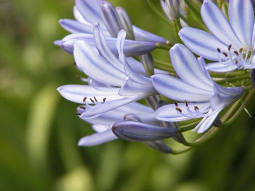 purple  flowers  closeup  macro  nature  natural  organic