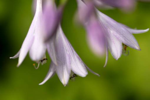 purple  flowers  macro  nature  natural  organic  petals