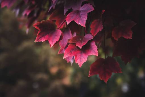 red  autumn  leaves  foliage  branch  fall  bokeh