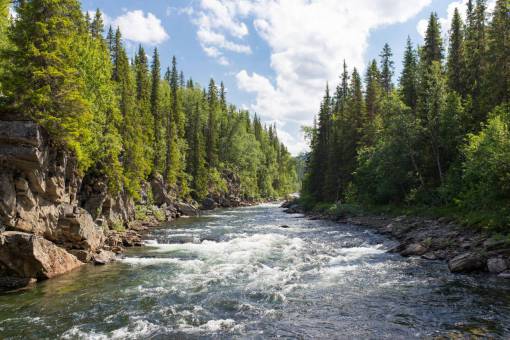 river  water  rocks  green  trees  plant  forest