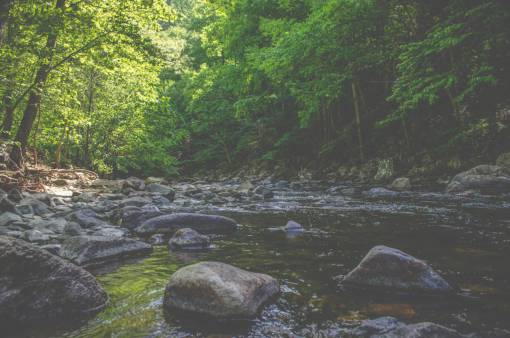 river  water  stream  rocks  nature  outdoors  trees