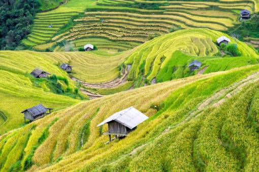 lush Ruong bac thang  vietnam  rice paddies  agriculture  green  grass  hills