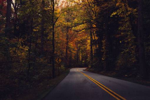 rural  winding  road  trees  forest  woods  fall