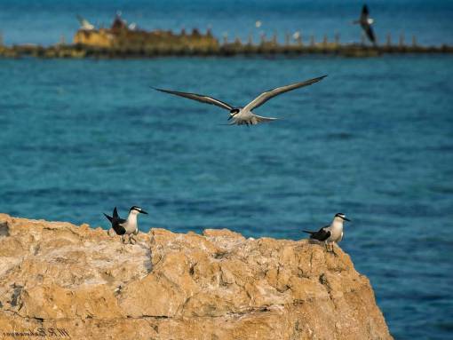 mosca mar pájaro playa viajes roca volar