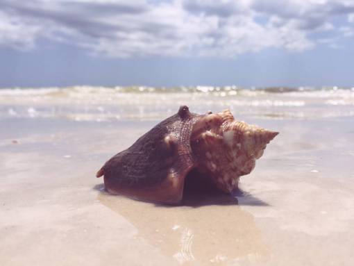 seashell seashell  beach  sand  shore  summer  sunshine  ocean