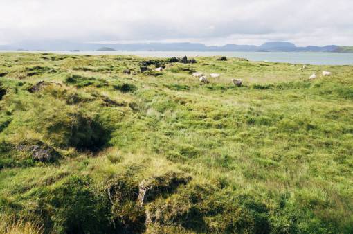sheep sheep  animals  farm  fields  grass  country  outdoors