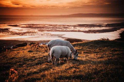 sheep sheep  grazing  sunset  field  farm  animals  farmyard