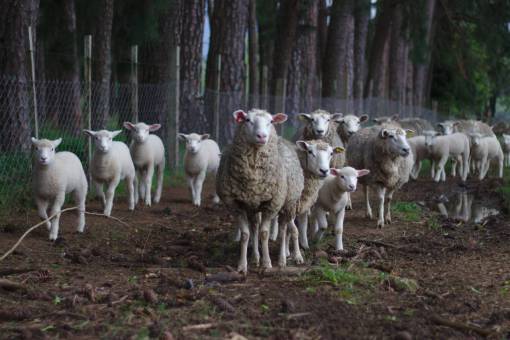 sheep sheep  lamb  animal  herd  wildlife  soil  outdoor