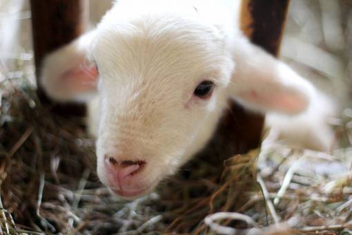 sheep sheep  lamb  ram  pet  animal  outside  wood