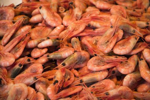 increible Camarones increíble noruega frescos alimentos orgánicos