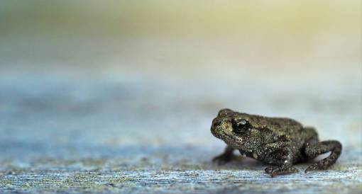 frog small  green  frog  amphibian  reptile  alone  animal