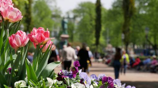 tulip spring  tulips  park  flowers  people  walking  outdoors
