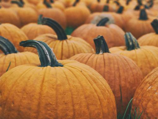pump squash  vegetable  orange  pumpkin  halooween
