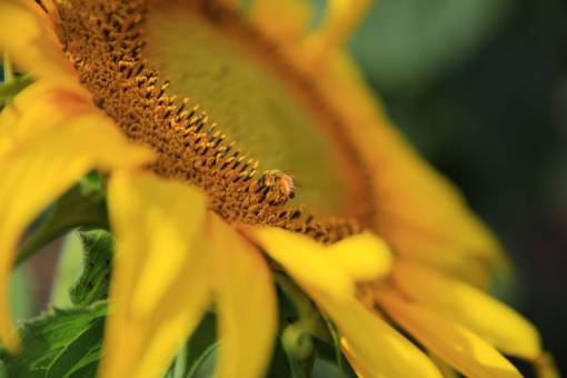 sunflower-sunset sunflower  yellow  petal  field  farm  garden  nature