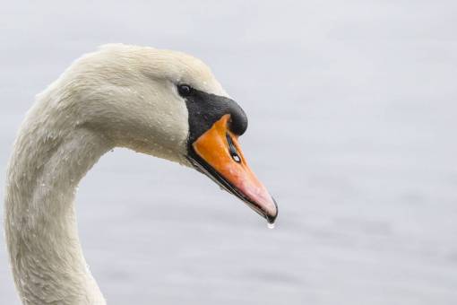 ojo de pajaro pico de cisne ojos blancos pájaro agua río