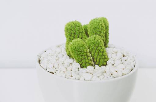 thorn thing  plants  bonsai  cactus  green  thorn  pot